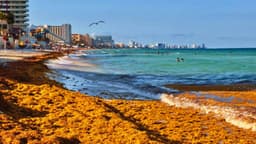 El Politécnico instala estación para seguir avance del sargazo en el Caribe mexicano