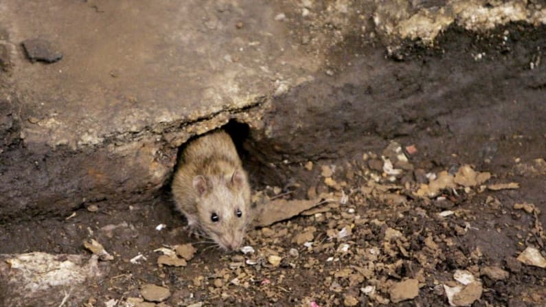 Hantavirus: virus poco frecuente pero mortal afecta a un crucero, a qué hay que prestar atención