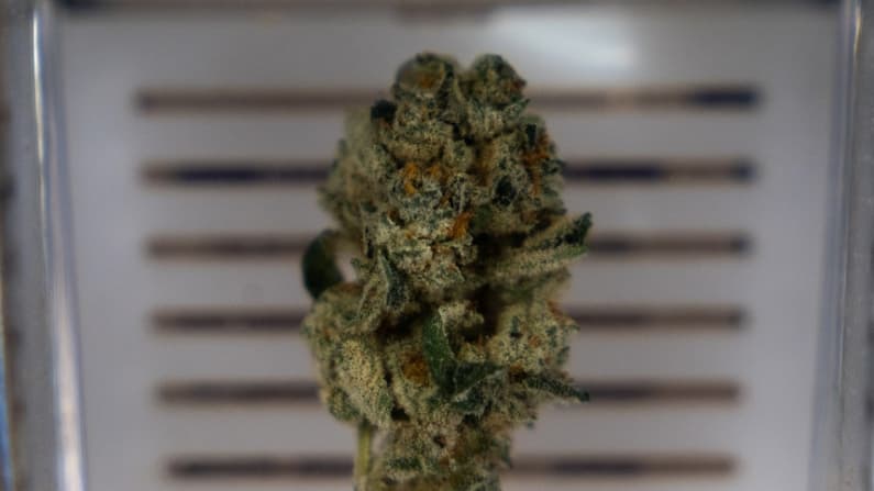 Demandan a vendedores de marihuana por presuntamente no advertir a consumidores de los riesgos
