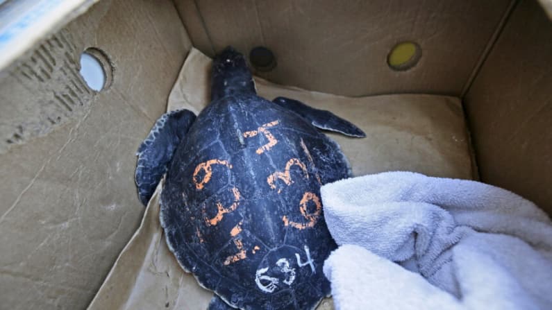 Caza furtiva de 1700 tortugas protegidas da lugar a cargos por tráfico ilegal en Arizona