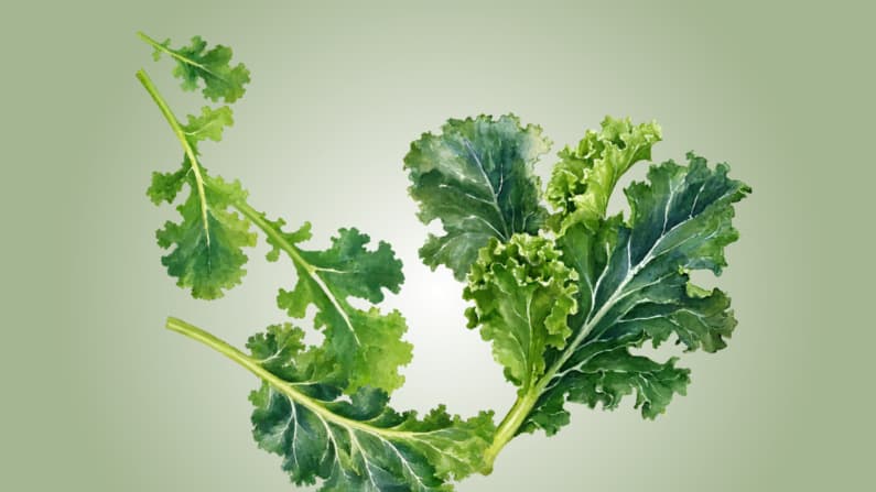La col rizada mejora la salud vascular y apoya la desintoxicación: cómo maximizar sus beneficios