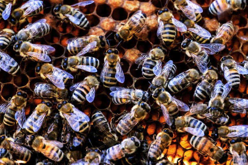Las abejas obreras pululan fuera de una colmena, el 5 de febrero de 2024. Imagen Ilustrativa (YASSER AL-ZAYYAT/AFP vía Getty Images)