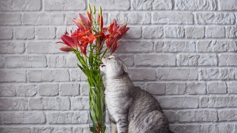Los lirios pueden ser mortales para los gatos