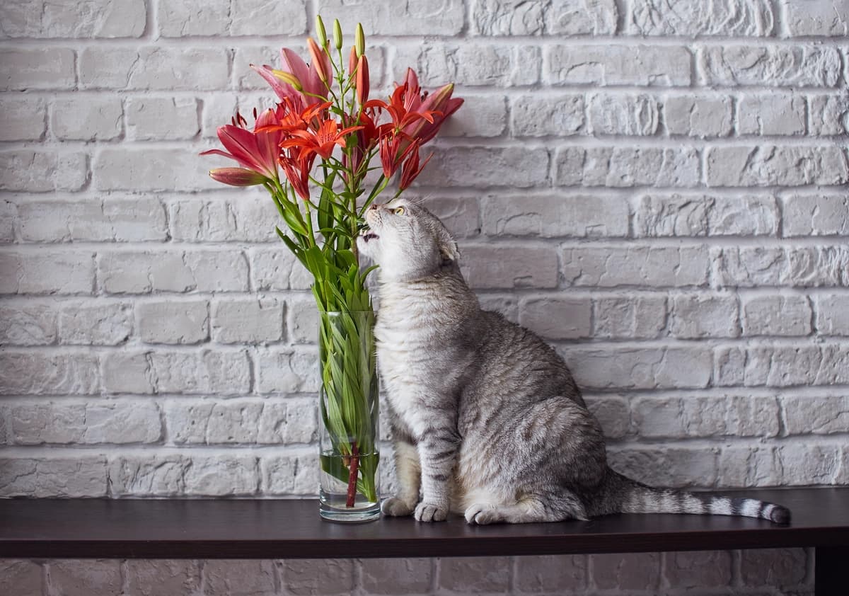 Los lirios de la paz (Spathiphyllum) y las calas (Zantedeschia) no son perjudiciales para los gatos. (zossia/Shutterstock)