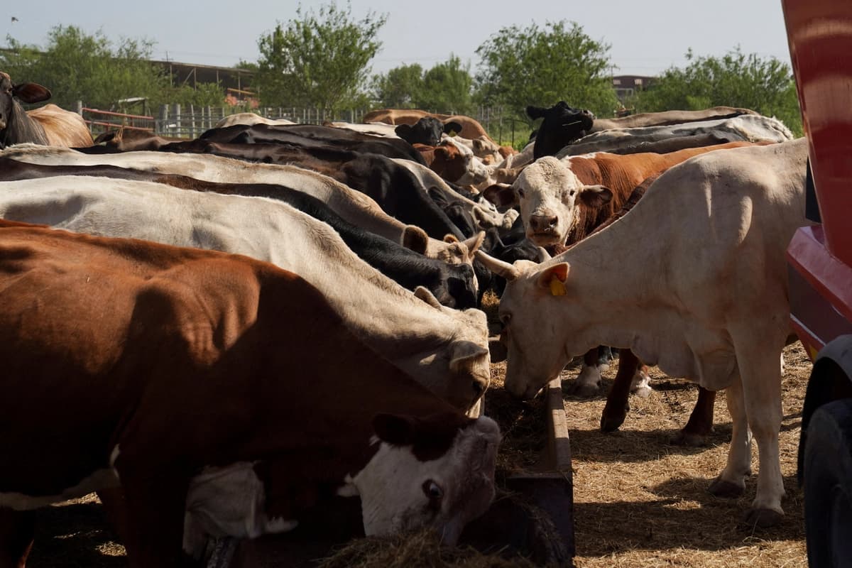 Texas se une al Departamento de Justicia en la investigación antimonopolio de grandes empresas cárnicas