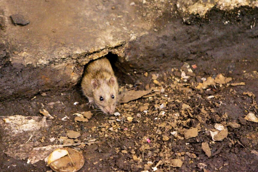 Se considera que los roedores son los principales transmisores del hantavirus. En esta fotografía de archivo, se ve una rata en Brooklyn, Nueva York. (Julie Jacobson/AP).