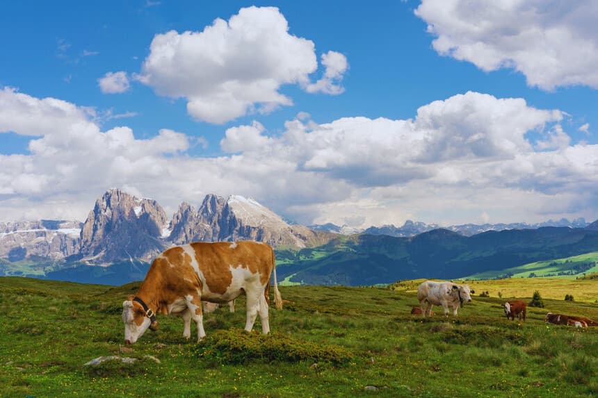 Vacas pastando en Tirol. (ChiemSeherin/ Pixabay)