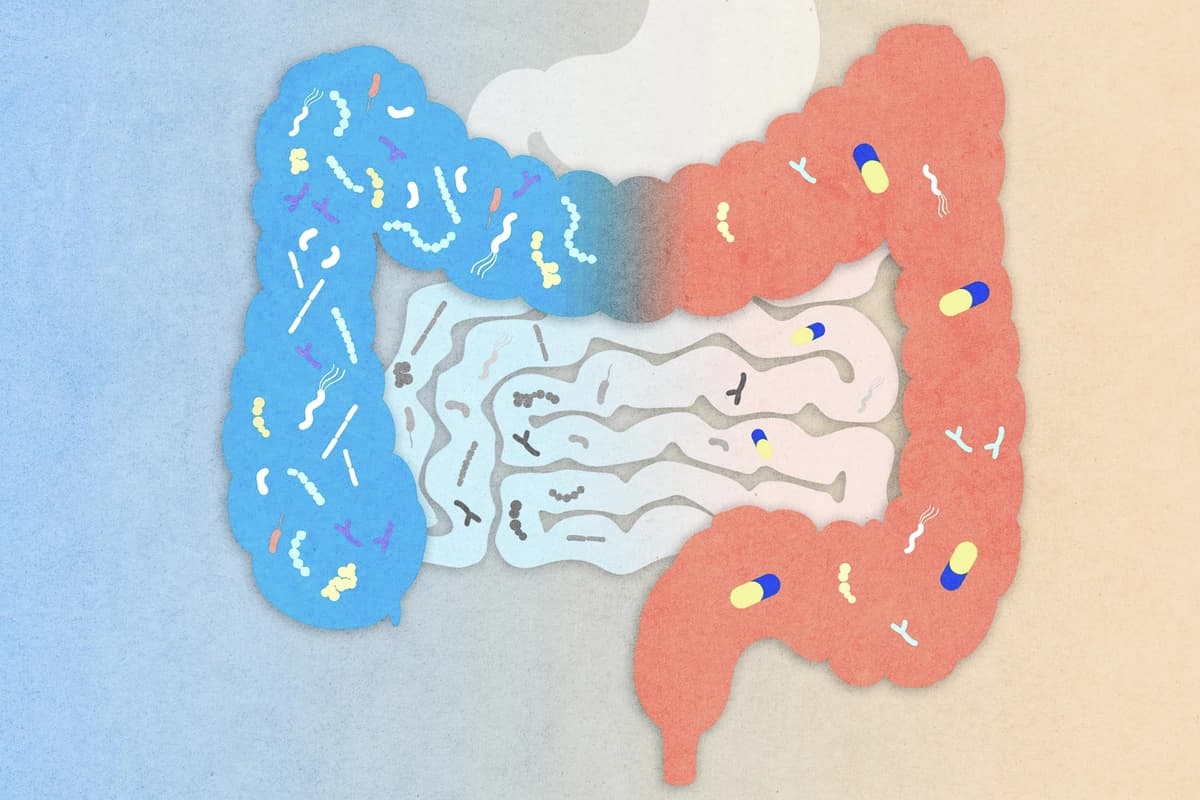 Descubren que medicamentos modernos cambiaron la microbiota en habitantes de aldeas remotas en solo meses. (Ilustración de The Epoch Times, Shutterstock).