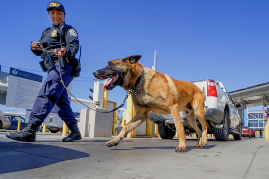 Un equipo canino de la Oficina de Aduanas y Protección Fronteriza de EE. UU. inspecciona los vehículos en busca de contrabando en la cola para entrar en Estados Unidos en el paso fronterizo de San Ysidro, en San Ysidro, California, el 2 de octubre de 2019. (Sandy Huffaker/AFP vía Getty Images).