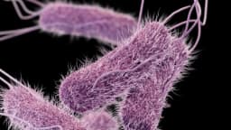 Los CDC advierten de brotes de salmonela relacionados con la moringa
