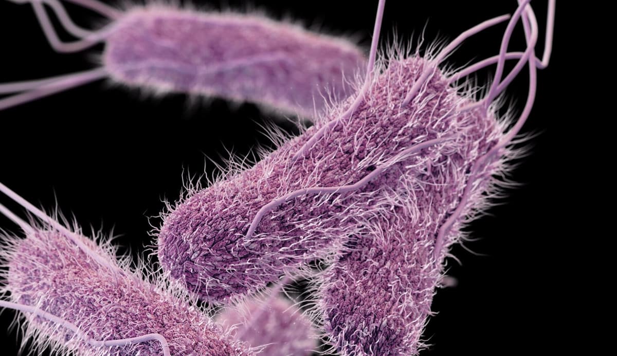 Los CDC advierten de brotes de salmonela relacionados con la moringa