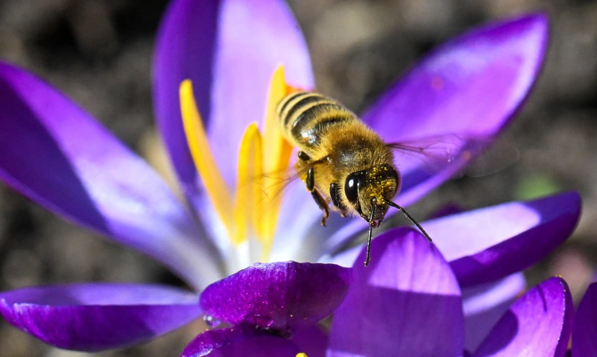 Una abeja melífera recolecta polen en la flor de un azafrán en Ludwigsburg, al sur de Alemania, el 25 de febrero de 2026. (Thomas Kienzle/AFP vía Getty Images)