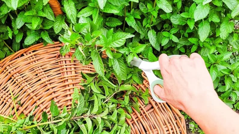 Menta: la hierba del jardín para la claridad mental