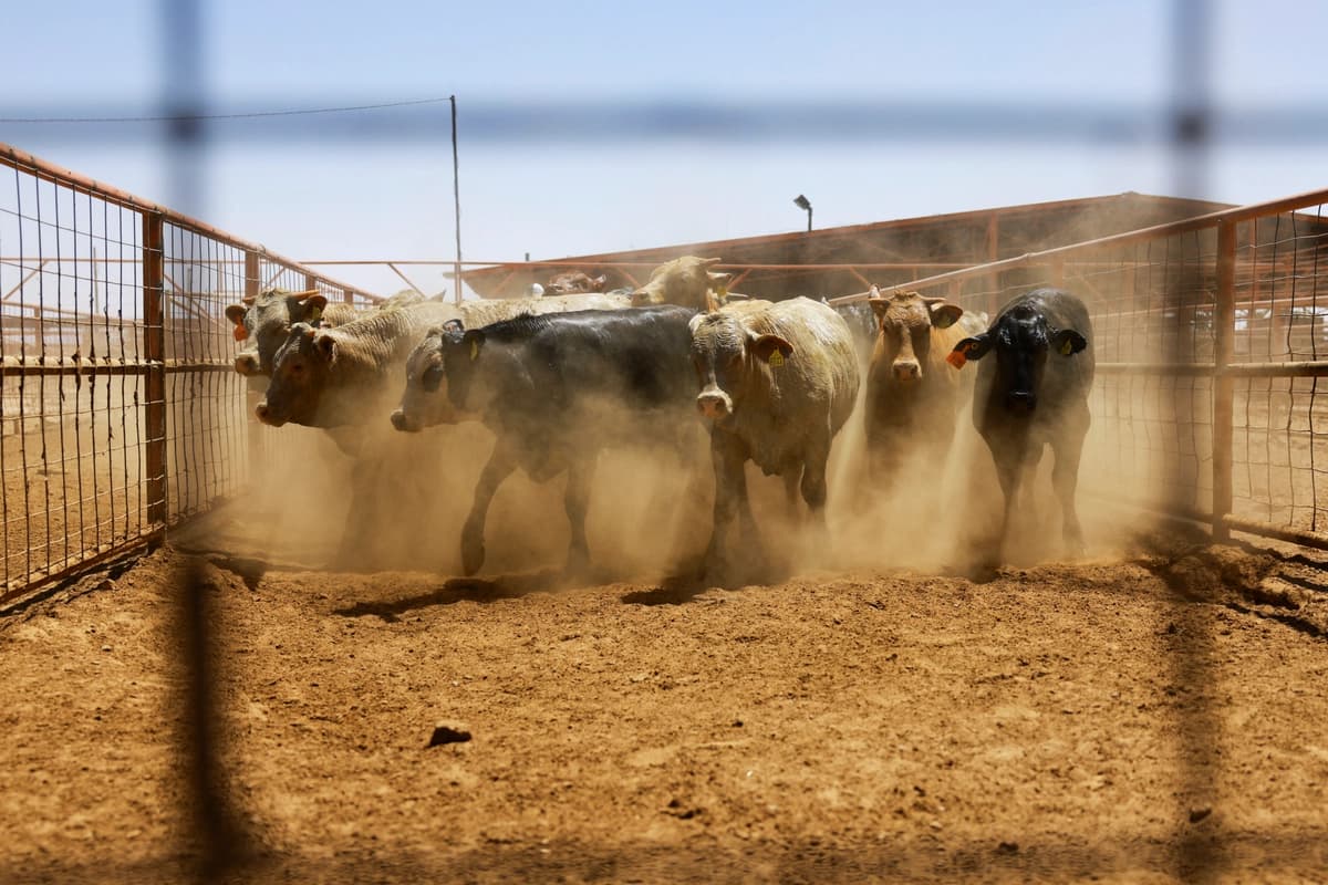 El ganado permanece en un corral antes de ser exportado a Estados Unidos a través del cruce fronterizo Jerónimo-Santa Teresa, luego de que la Secretaria de Agricultura, Brooke Rollins, anunciara un acuerdo con México sobre el manejo de la mosca barrenadora del Nuevo Mundo en las instalaciones de la Unión Regional Ganadera de Chihuahua, en las afueras de Ciudad Juárez, México, el 29 de abril de 2025. (Jose Luis Gonzalez/Reuters).