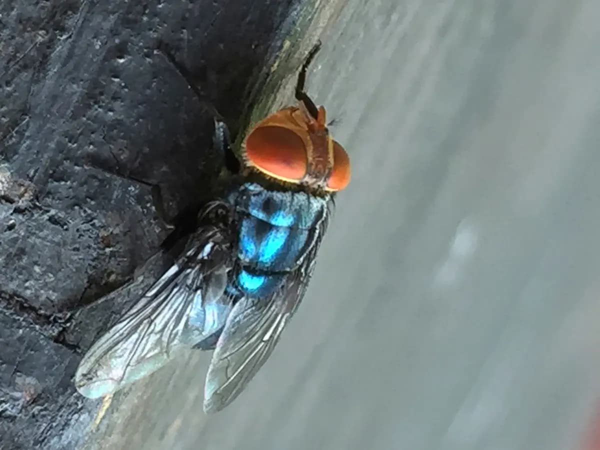 Una mosca adulta del gusano barrenador del Nuevo Mundo posada en esta foto sin fecha. (Denise Bonilla/Departamento de Agricultura de EE. UU. vía AP).