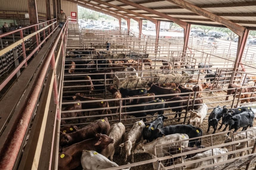 Vacas en la subasta de ganado Triple G en Rio Grande City, Texas, el 10 de octubre de 2025.(Samira Bouaou/The Epoch Times)