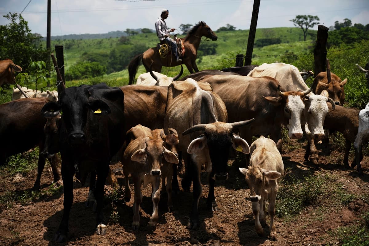 Un trabajador ganadero lleva ganado a un corral para inspeccionarlo en busca de la mosca barrenadora del Nuevo Mundo en un rancho de Cintalapa, Chiapas, México, el 23 de julio de 2025. (Foto AP/Isabel Mateos).
