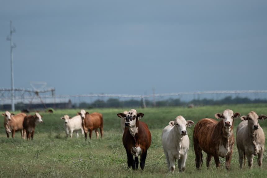 El 6 de junio de 2026, ganado pasta en un campo de La Pryor, Texas. El Departamento de Agricultura de los Estados Unidos informó el miércoles en La Pryor, condado de Zavala, del primer caso del parásito gusano barrenador del Nuevo Mundo desde su erradicación del país en 1966. (Joel Angel Juarez/Getty Images).