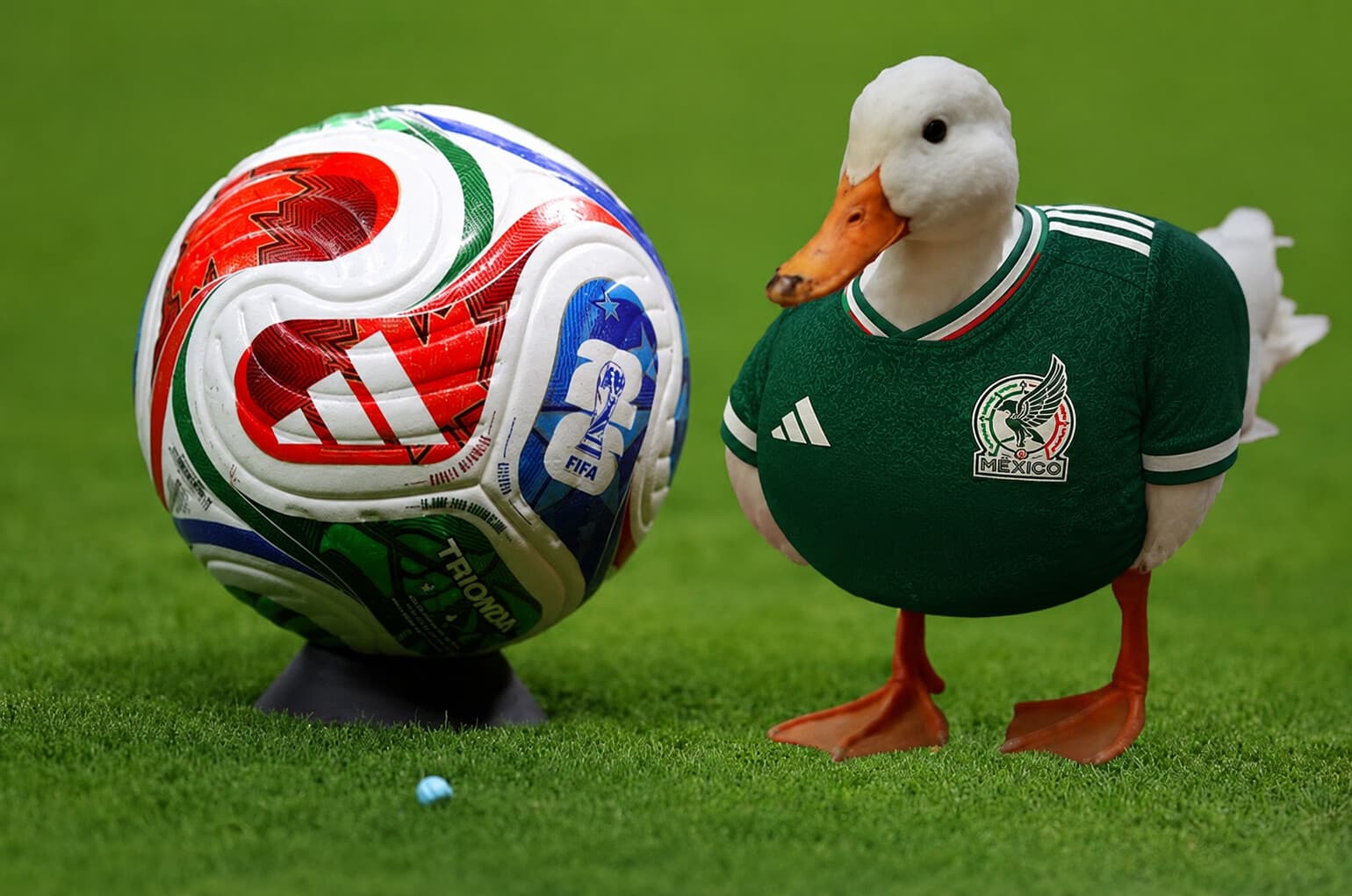 Imagen ilustrativa de The Epoch Times. Un balón de partido adidas Trionda durante la Copa Mundial de la FIFA 2026 en el Estadio de Guadalajara el 11 de junio de 2026. (Molly Darlington/Getty Images); Imagen de un pato (Pixabay/Nennieinszweidrei)