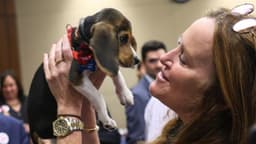 Criaban beagles para experimentos: Centro cerrará tras protestas y los perros serán adoptados