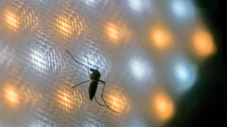 Brasil suspende la campaña de vacunación contra el dengue tras producirse varias muertes
