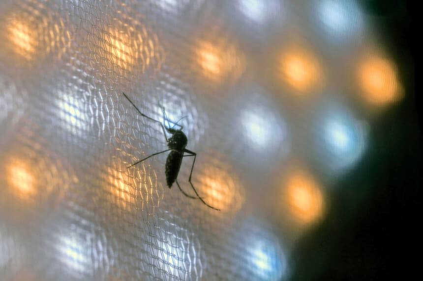 Brasil suspende la campaña de vacunación contra el dengue tras producirse varias muertes