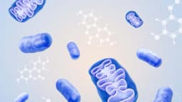 Urolitina A: El compuesto clave para rejuvenecer sus células y ganar energía
