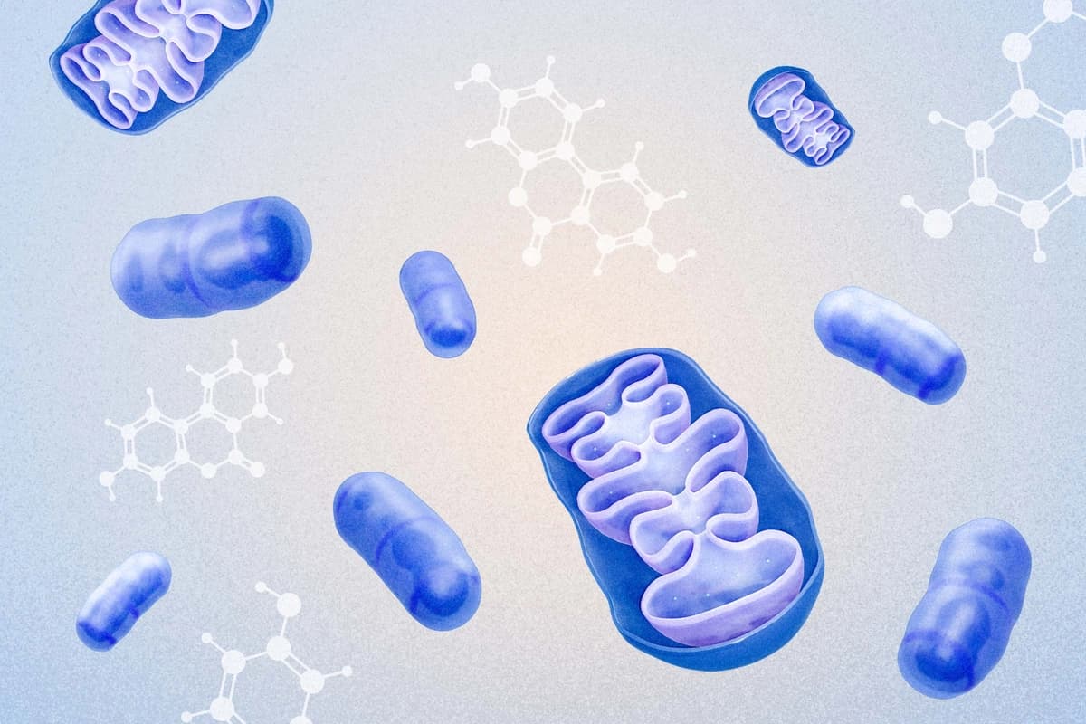 Urolitina A podría ser el compuesto clave para rejuvenecer sus células y ganar energía. (Ilustración de The Epoch Times, Shutterstock).