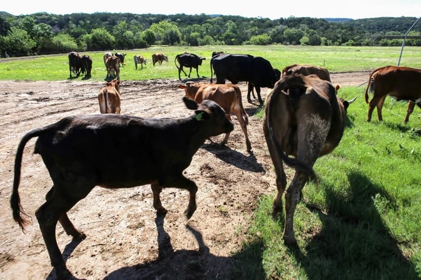 Se conduce al ganado a un pastizal para que paste en el rancho Sovereignty, en Bandera, Texas, el 2 de mayo de 2026. (Bobby Sánchez para The Epoch Times)