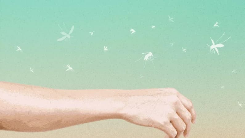 ¿Es un imán para los mosquitos? aquí 12 razones científicas