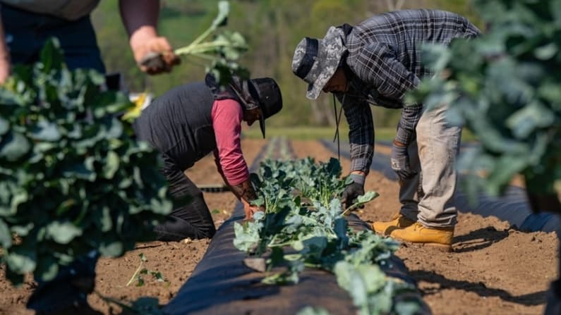 Trump suspende los aranceles de importación sobre los fertilizantes marroquíes