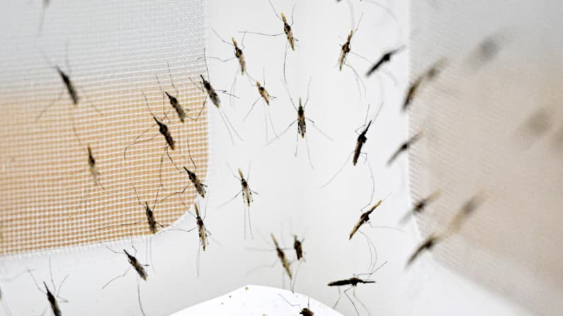 Lo que debe saber sobre el caso de malaria en Jalisco durante el Mundial 2026