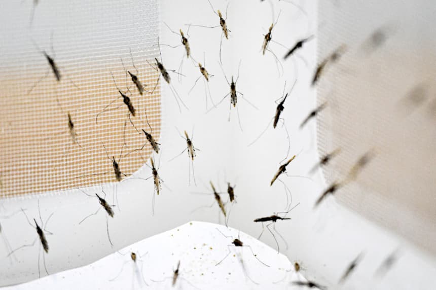 Esta foto, tomada el 14 de enero de 2025, muestra mosquitos en la sala del insectario del Centro Nacional de Parasitología, Entomología y Control de la Malaria en Phnom Penh. Camboya está intensificando un esfuerzo de "última milla" para erradicar la enfermedad transmitida por mosquitos, centrándose en grupos de población de difícil acceso en zonas remotas, boscosas o montañosas. (TANG CHHIN SOTHY/AFP vía Getty Images)