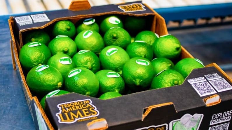 Productores de Veracruz exportan 21.4 toneladas de limón persa a Rusia
