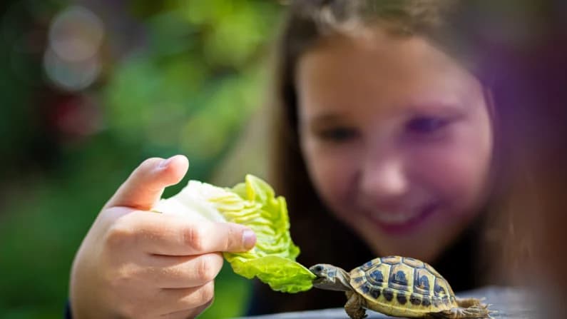 Las tortugas mascota son portadoras de salmonela