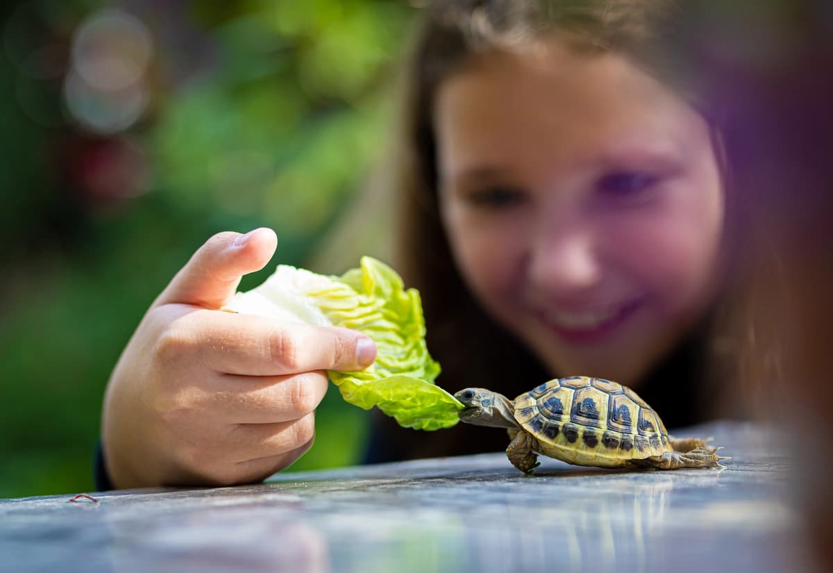 Los niños menores de 5 años, las personas mayores y aquellas con el sistema inmunológico debilitado no deben tocar a las tortugas de compañía ni sus hábitats. Alexey Fedorenko/Shutterstock