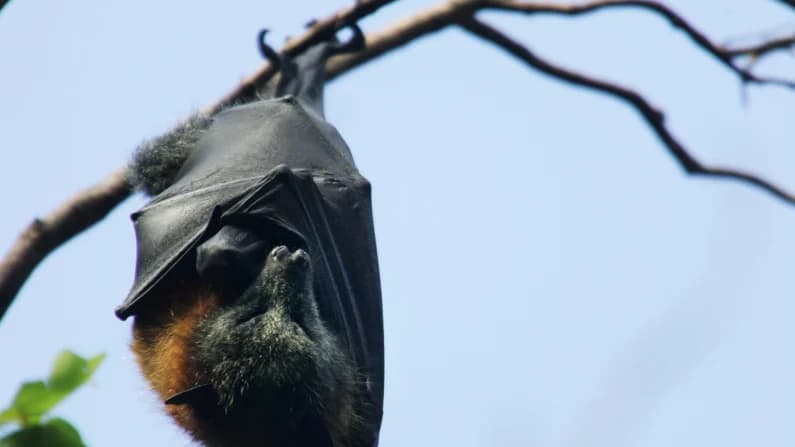 Advierten sobre el riesgo de rabia por contacto con murciélagos tras la muerte de un niño
