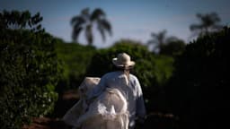 Industria cafetera pide a Trump mantener exención arancelaria para granos brasileños