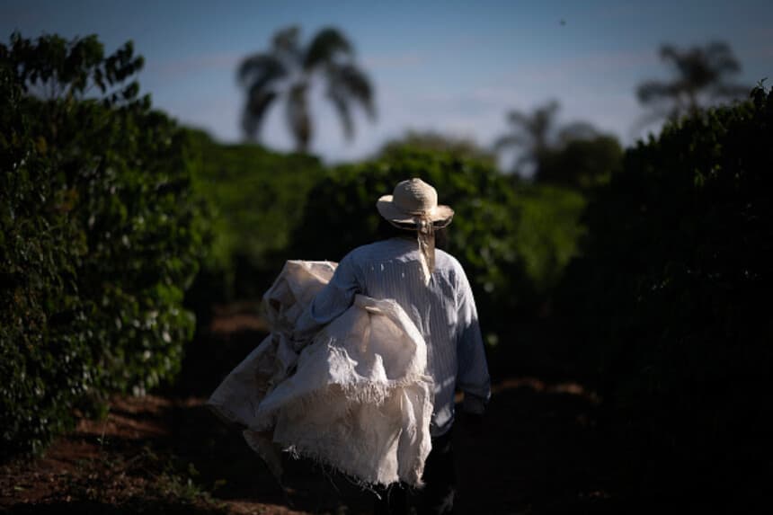 Industria cafetera pide a Trump mantener exención arancelaria para granos brasileños