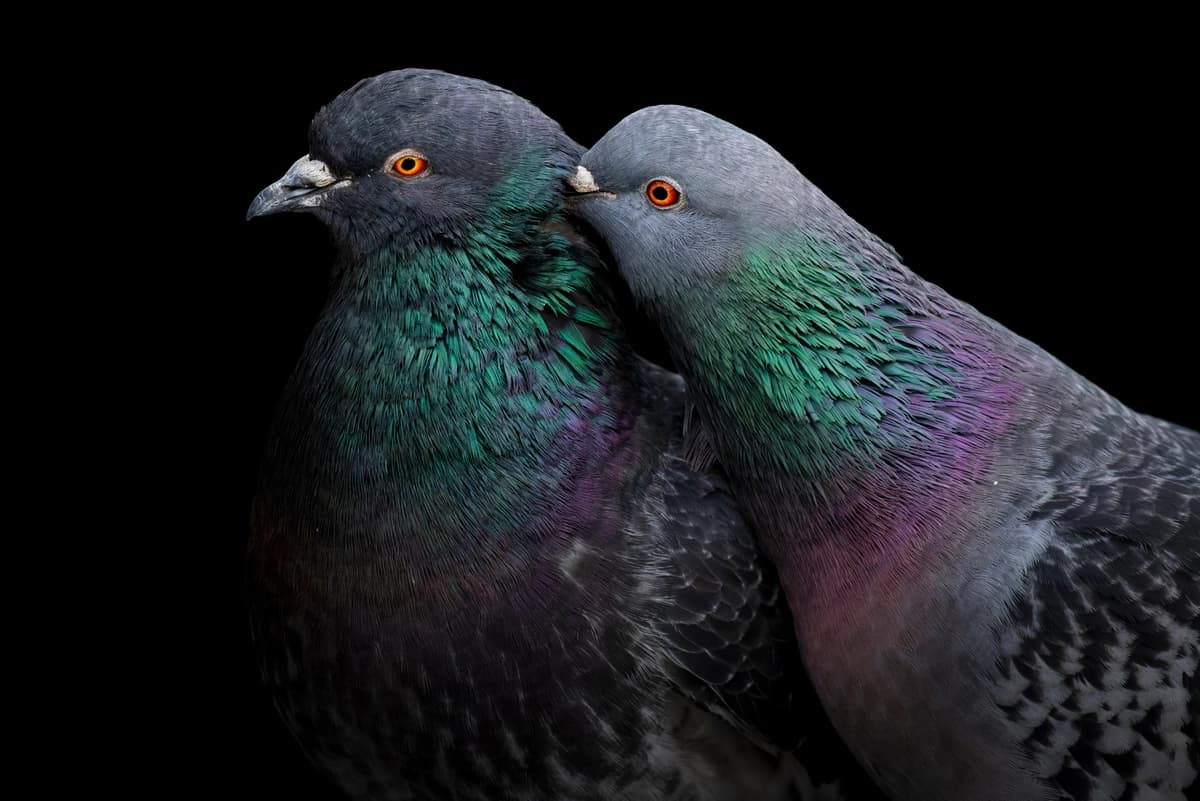 La ciencia secreta de la navegación de las palomas