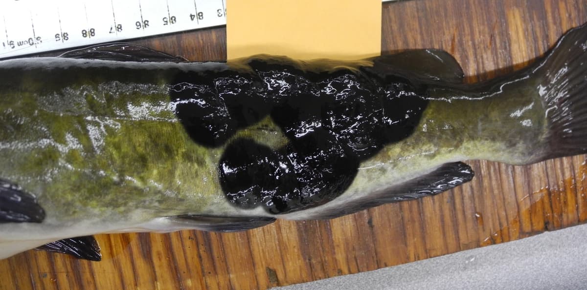 En un estudio realizado entre 2014 y 2017, se identificaron como melanoma maligno unos tumores externos negros y elevados en peces de cabeza de toro marrones adultos recolectados en el lago Memphremagog (frontera entre Vermont y Canadá). (Servicio Geológico de Estados Unidos)