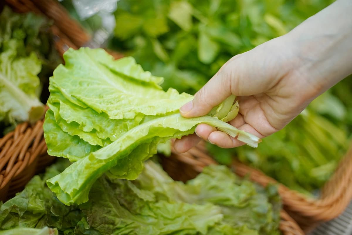 Cómo cosechar y lavar la lechuga en medio de brotes de parásitos y bacterias. (RUNSTUDIO/Getty Images).