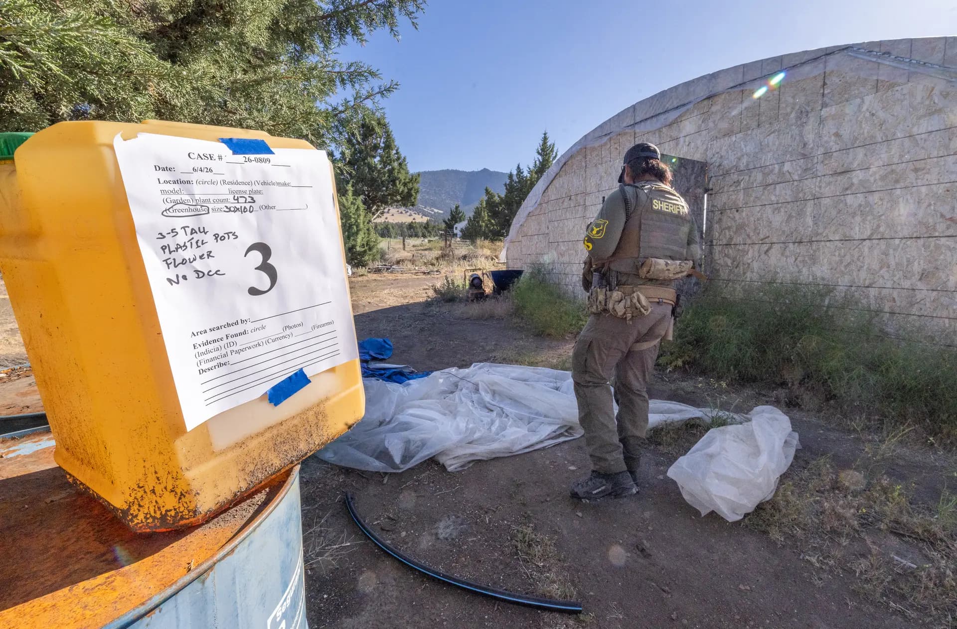 Agentes de seguridad recogen pruebas en una plantación ilegal de marihuana en las afueras de Montague, California, el 4 de junio de 2026. (John Fredricks/The Epoch Times)