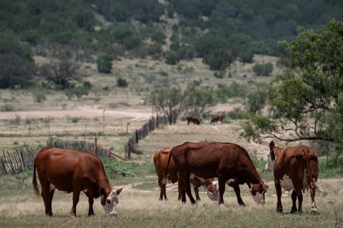 USDA destinará USD 25 millones a instalación de moscas estériles tras reanudarse importaciones de ganado desde México