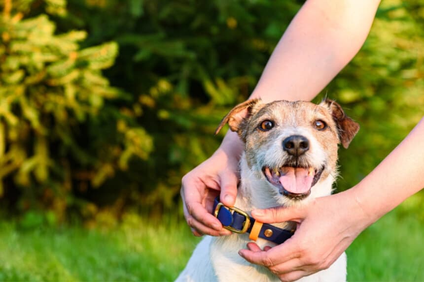 Si te separas de tus animales, un collar o arnés con etiquetas de identificación adecuadas puede ayudarte a reunirlos y evitar una situación triste. (alexei_tm/Shutterstock).