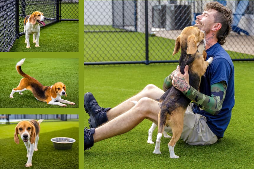 Nunca conocieron el mundo, hasta ahora: la nueva vida de 2200 perritos rescatados de laboratorios