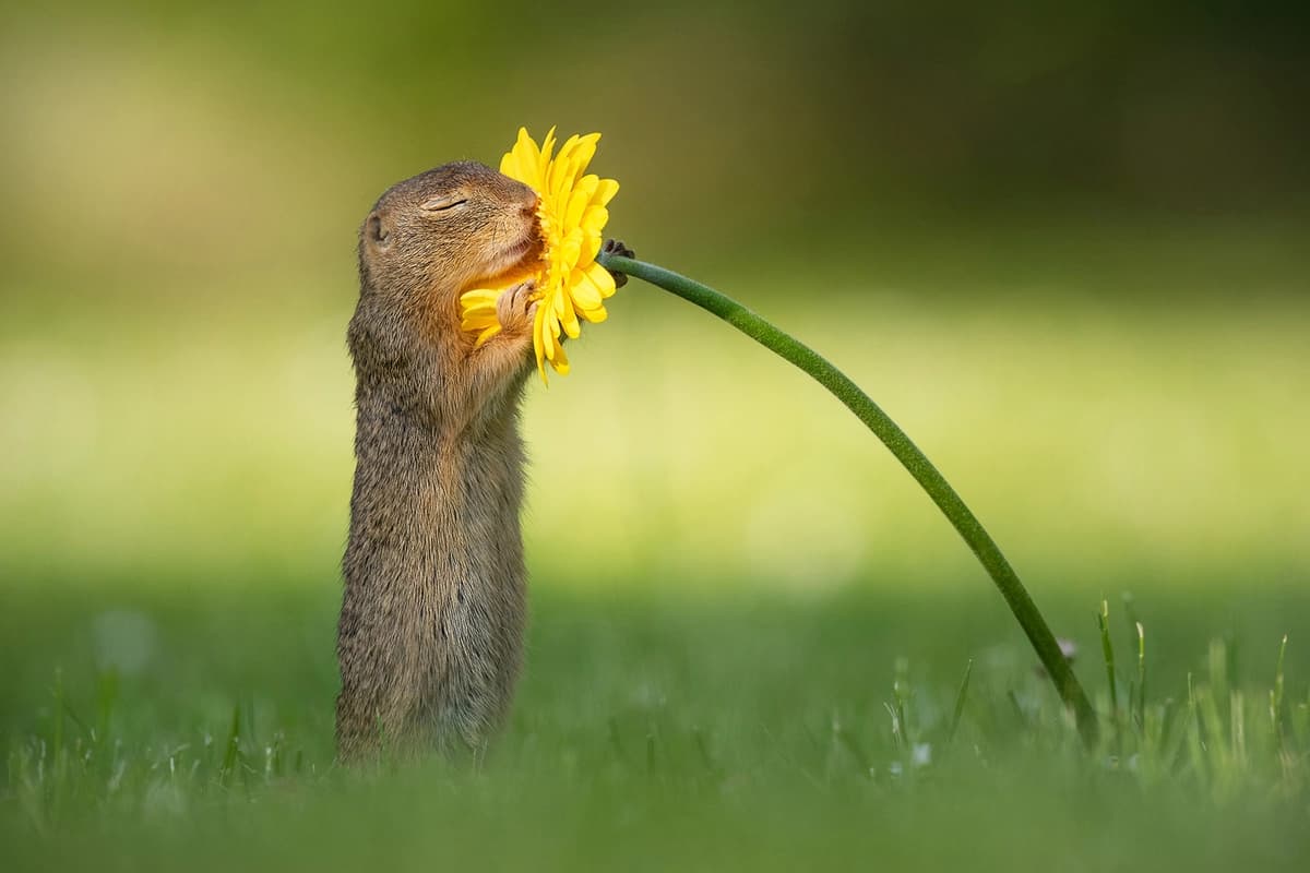 Adorables ardillas se detienen a "oler las flores" y las fotos se vuelven virales