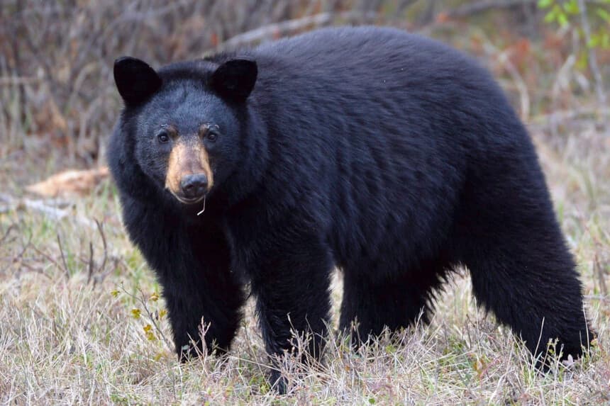 Niña resulta herida tras ser atacada por un oso en la terraza de su patio trasero, cerca de Vancouver