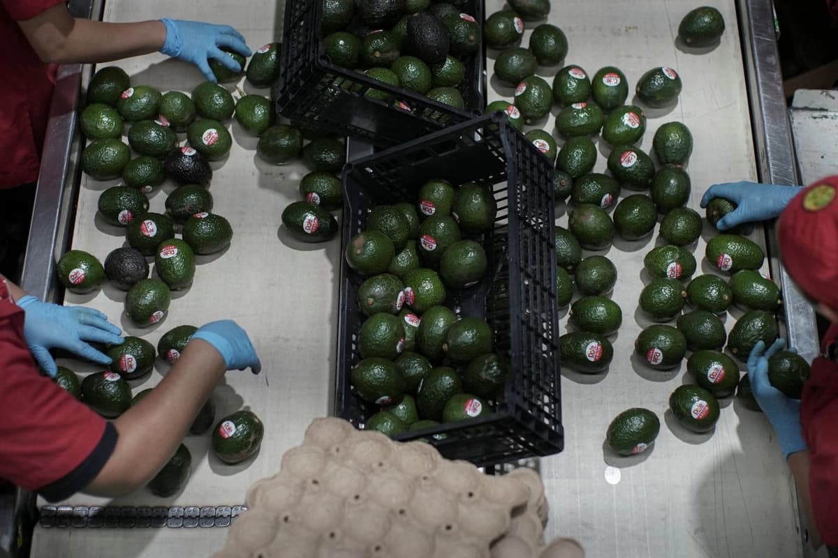 EE. UU. reanuda toda la inspección al aguacate que importa de México tras refuerzo de la seguridad