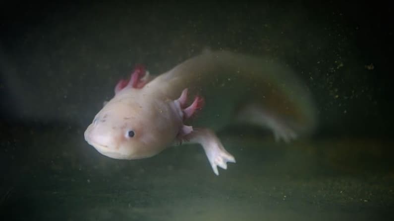 Ícono del mundial en México: Este ejemplar en peligro de extinción se traficaba en España